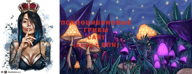 Псилоцибиновые грибы Psilocybe  где купить наркоту  Шумерля 